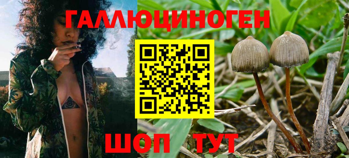 Видное  Псилоцибиновые грибы Psilocybine cubensis  Вход с VPN 